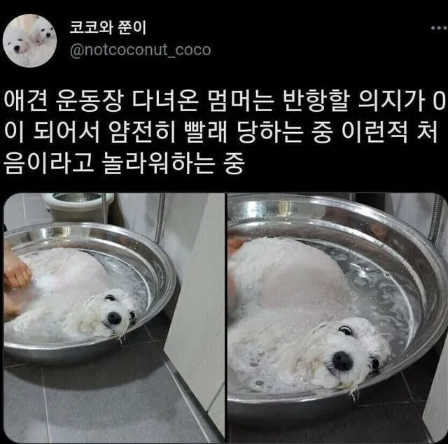 얌전히 빨래질 당하는 강아지.JPG