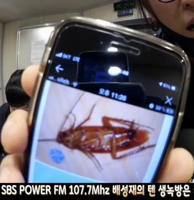 바퀴벌레 주의※) 코요태 빽가가 미국에서 본 바퀴벌레 크기