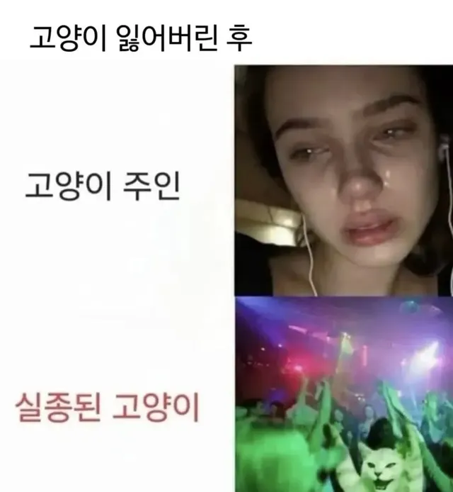 고양이 잃어버렸을 때.JPG