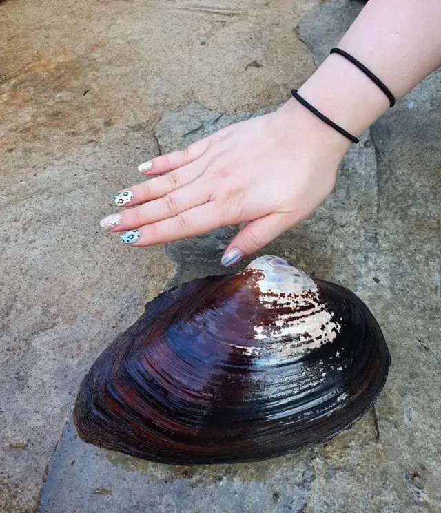 사람 손보다 커다란 조개가 한국에서 번성하는 이유