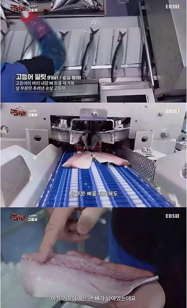 노르웨이 순살 고등어의 비밀