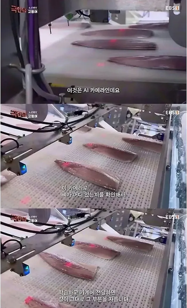 노르웨이 순살 고등어의 비밀