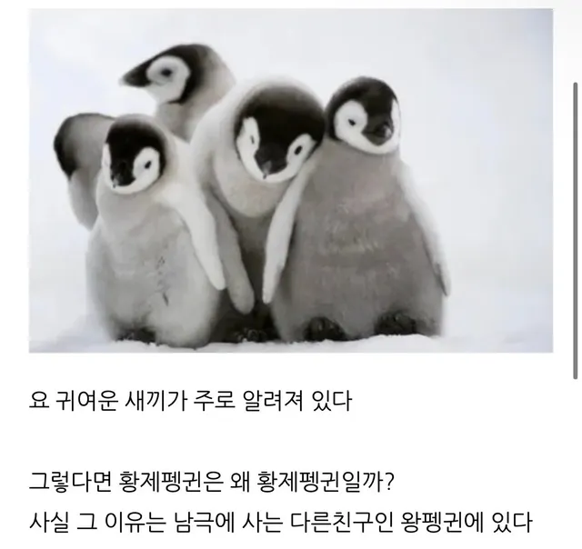 황제펭귄은 왜 황제펭귄일까?