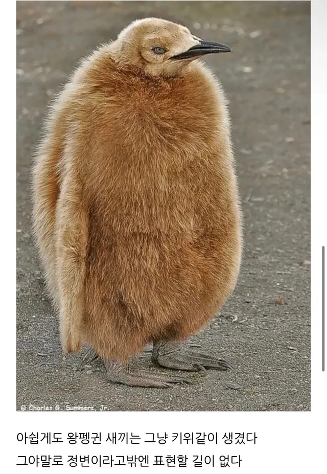 황제펭귄은 왜 황제펭귄일까?
