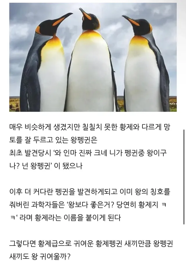 황제펭귄은 왜 황제펭귄일까?