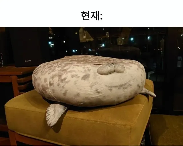 1년 전 수족관에서 산 인형 근황.jpg
