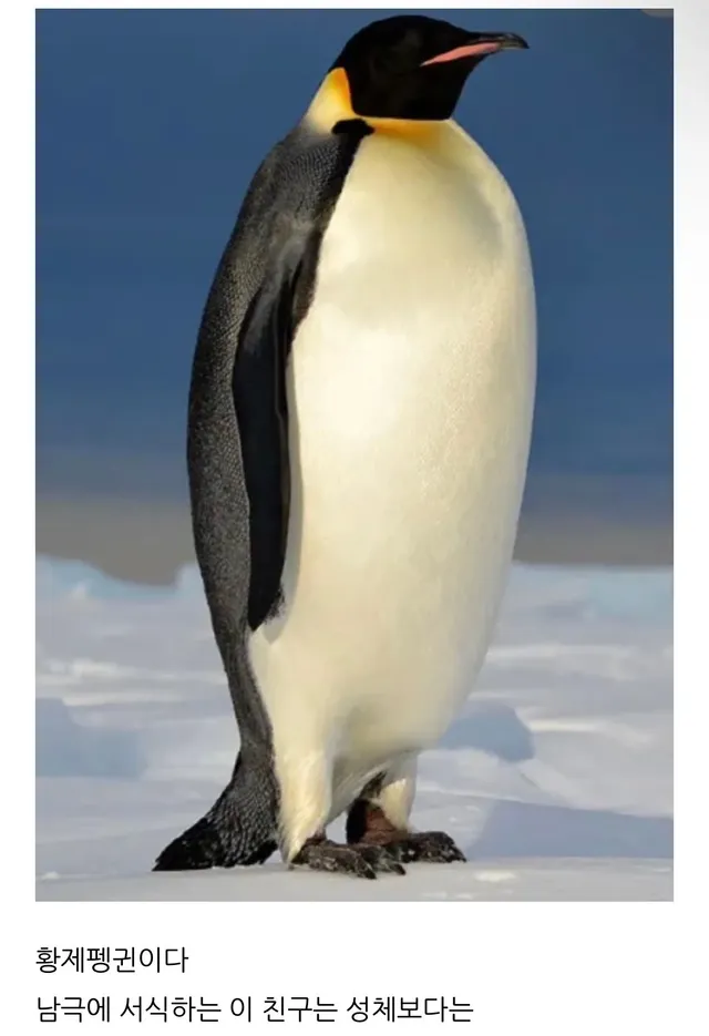 황제펭귄은 왜 황제펭귄일까?