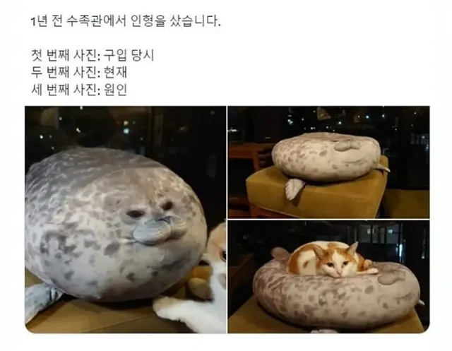 1년 전 수족관에서 산 인형 근황.jpg