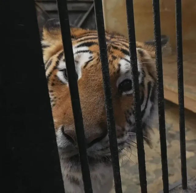 경계라는걸 모르는 것 같은 청주동물원 호랑이 언니.jpg