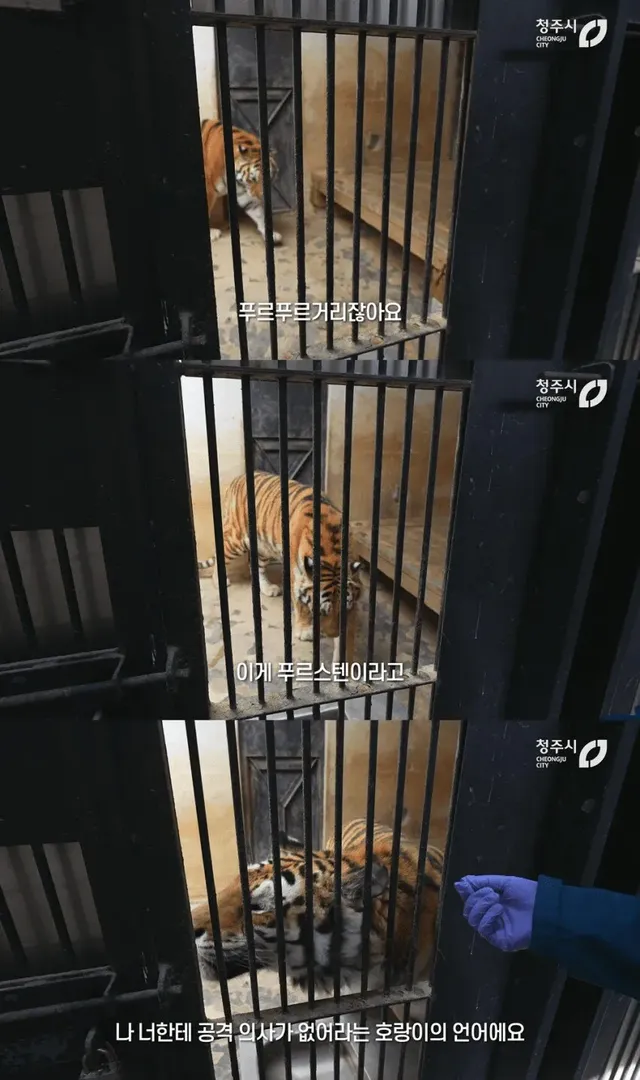 경계라는걸 모르는 것 같은 청주동물원 호랑이 언니.jpg