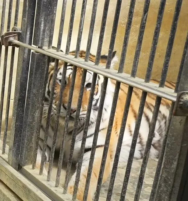 경계라는걸 모르는 것 같은 청주동물원 호랑이 언니.jpg