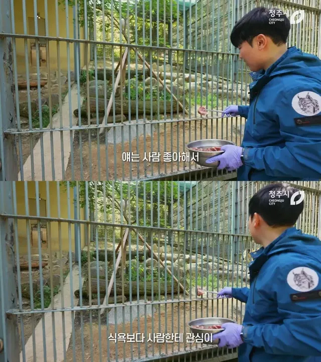 경계라는걸 모르는 것 같은 청주동물원 호랑이 언니.jpg