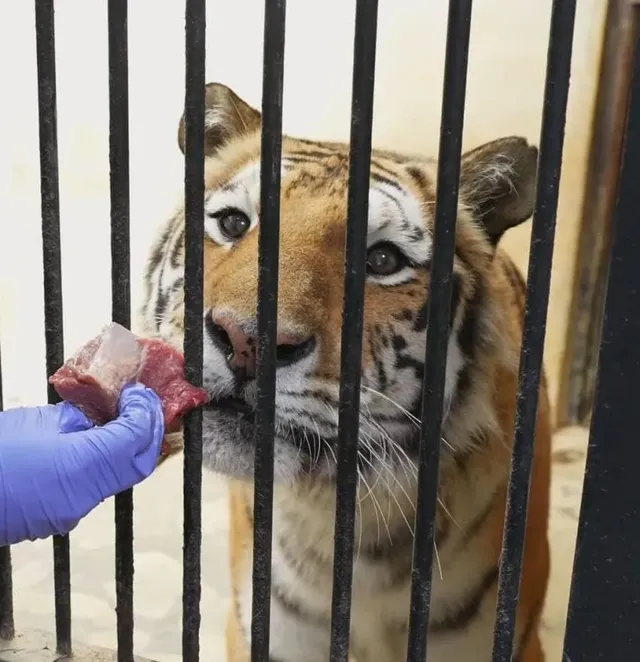 경계라는걸 모르는 것 같은 청주동물원 호랑이 언니.jpg