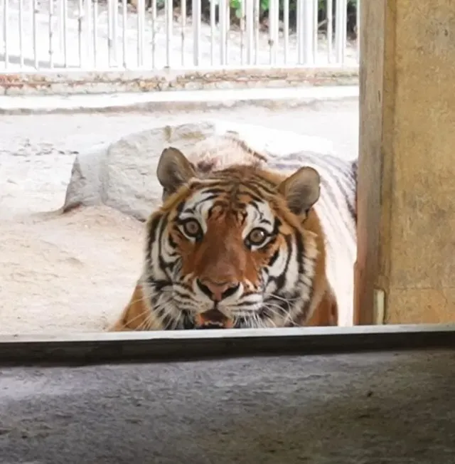 경계라는걸 모르는 것 같은 청주동물원 호랑이 언니.jpg
