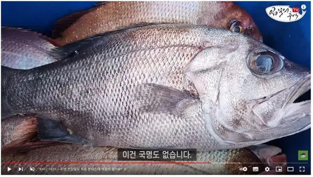 수온이 올라가서 이상한 물고기가 잡혔어요;.jpg