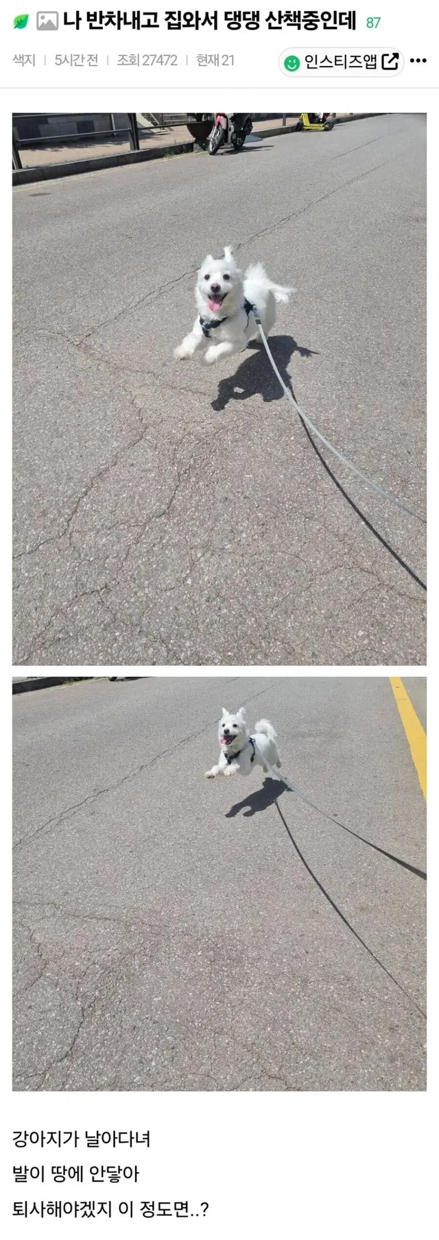반차 쓰고 집 와서 강아지 산책중인데....