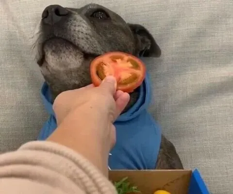 피자를 선물받은 댕댕이.jpg