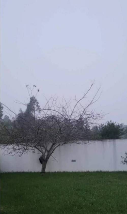 처음 봤을때 강가에 큰 나무 하지만...