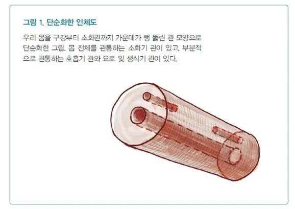 단순화한 인체.JPG