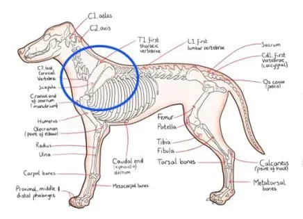 요즘 유기견 보호소에서 많이 보이는 버려진 개 특징