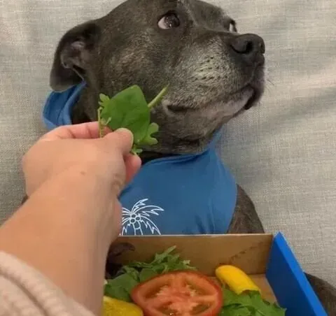 피자를 선물받은 댕댕이.jpg