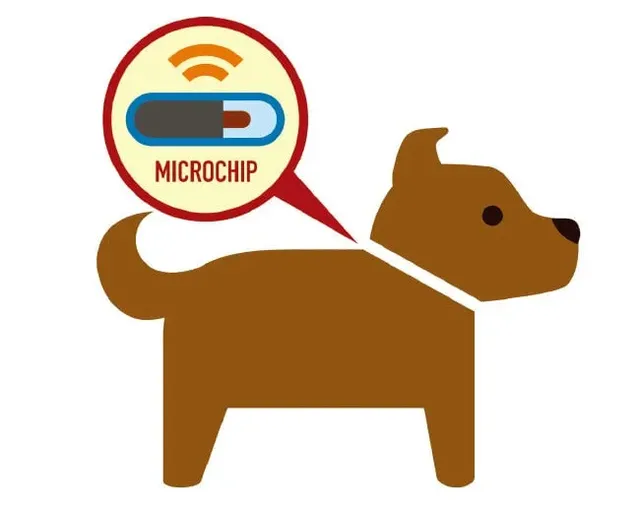 요즘 유기견 보호소에서 많이 보이는 버려진 개 특징