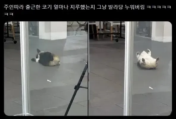 주인따라 출근한 댕댕이.jpg