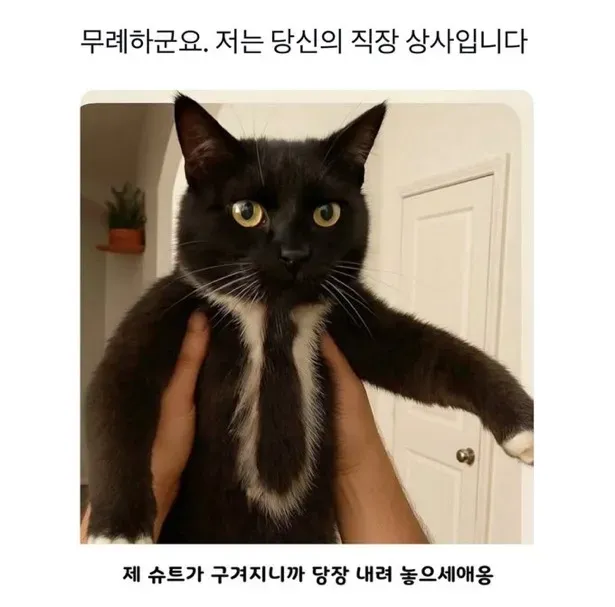 무례하군요. 저는 당신의 직작상사입니다.