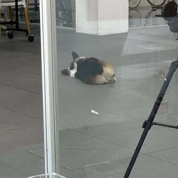 주인따라 출근한 댕댕이.jpg