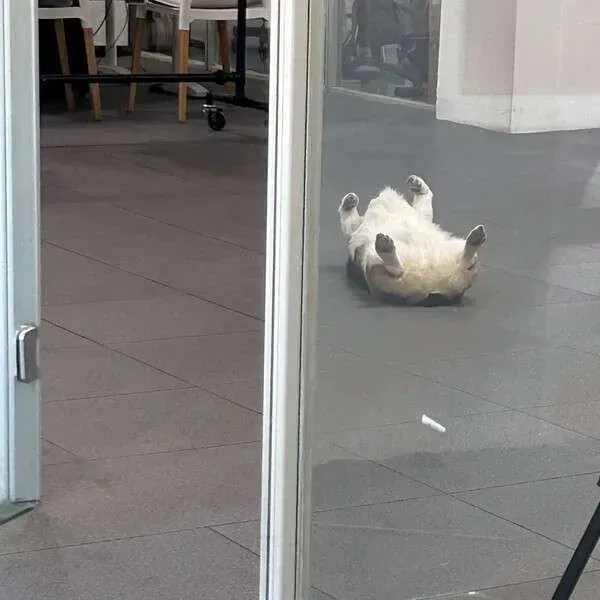 주인따라 출근한 댕댕이.jpg