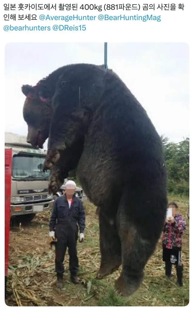 일본 북해도에서 포획된 400kg 불곰