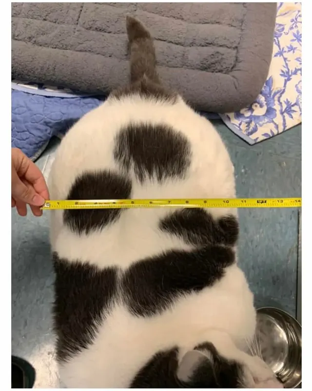 미국의 18kg 뚱냥이