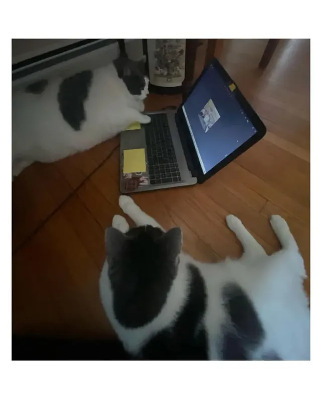 미국의 18kg 뚱냥이