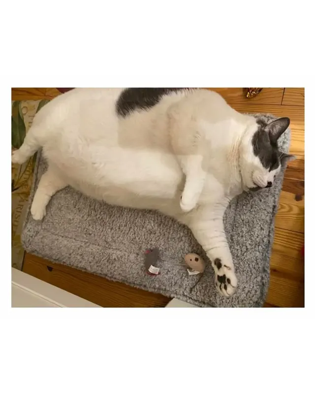 미국의 18kg 뚱냥이