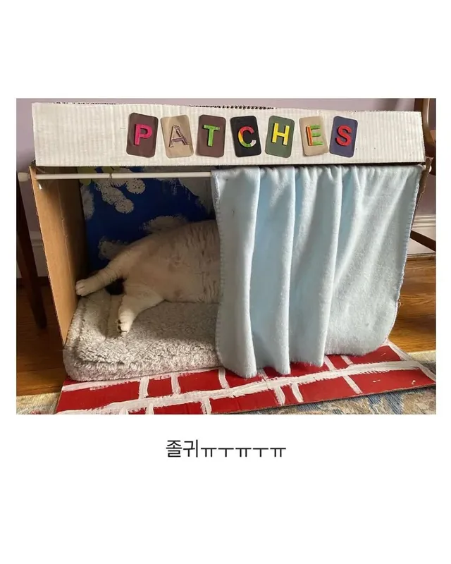 미국의 18kg 뚱냥이