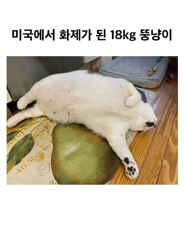 미국의 18kg 뚱냥이