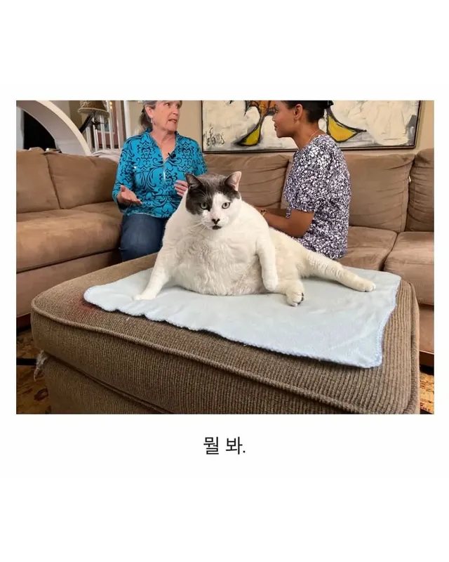 미국의 18kg 뚱냥이