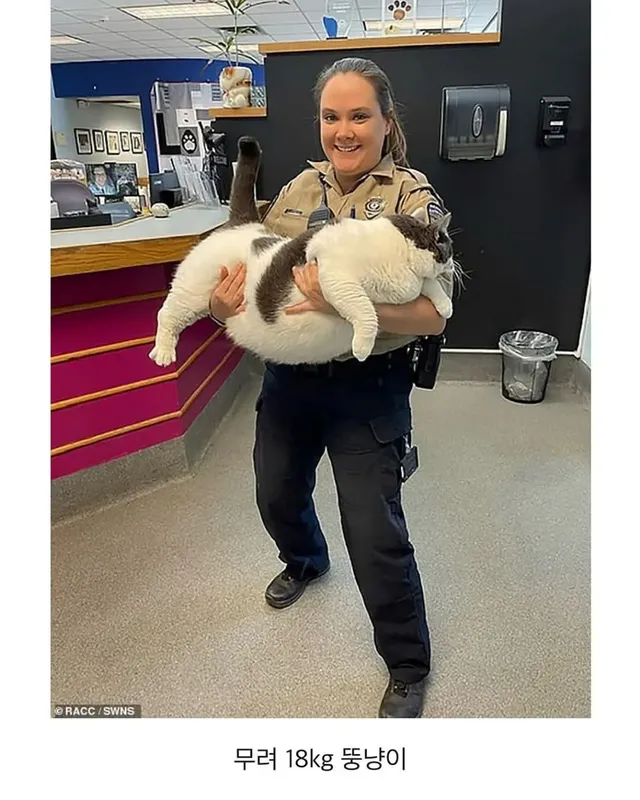 미국의 18kg 뚱냥이