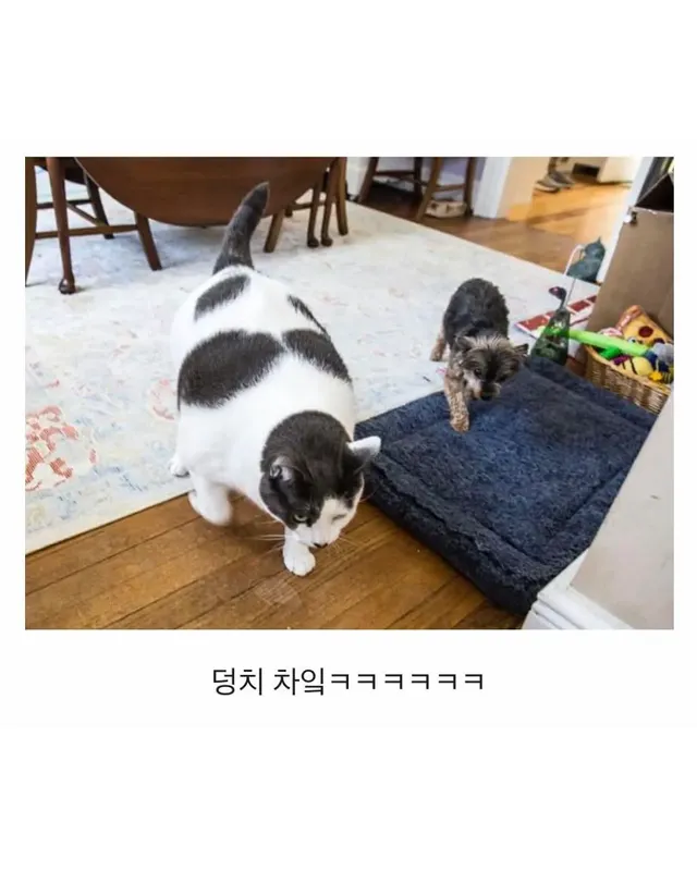 미국의 18kg 뚱냥이