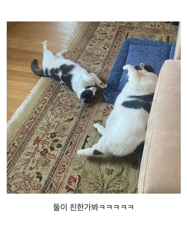 미국의 18kg 뚱냥이