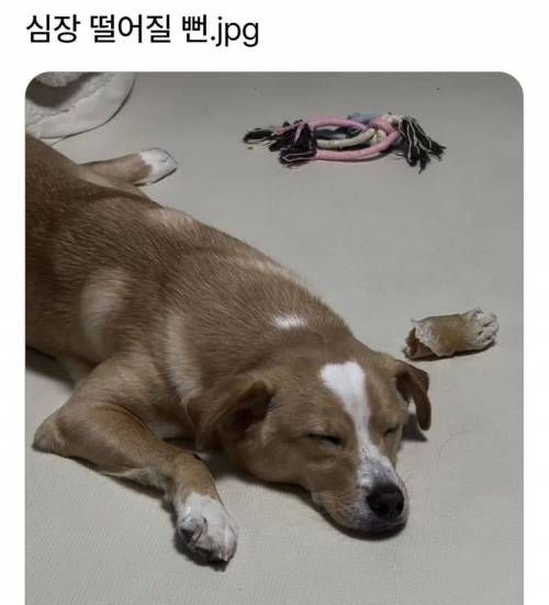 심장 떨어질 뻔.jpg
