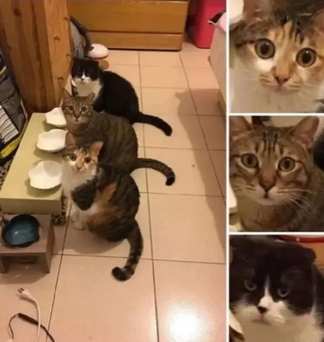 고양이는 준비가 됐는데 밥이 준비 안 됨.