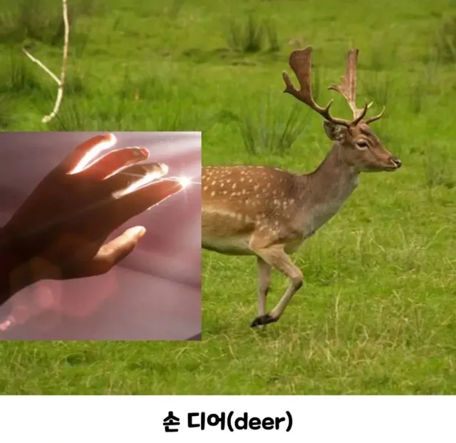 사슴을 손으로 만지면 안되는이유