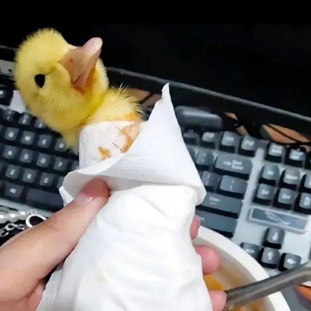 아기 오리 키울때 주의점