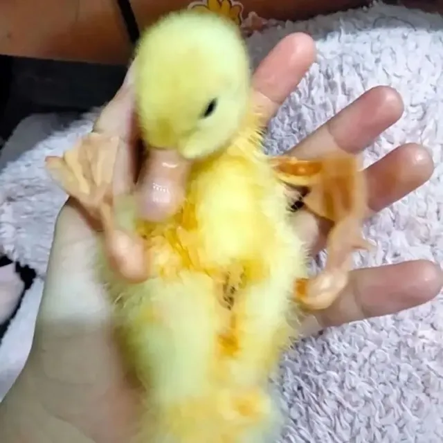 아기 오리 키울때 주의점