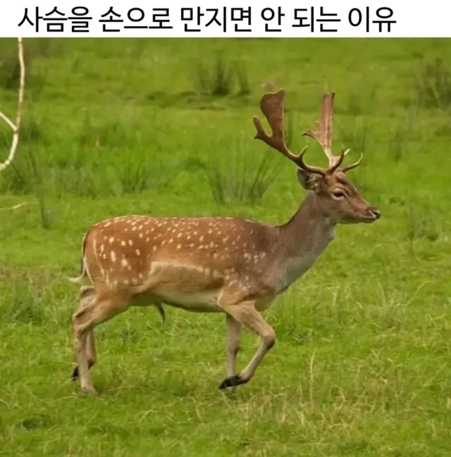사슴을 손으로 만지면 안되는이유