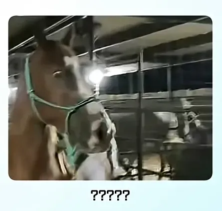 온몸에 줄무늬 문신한 친구 처음 봄