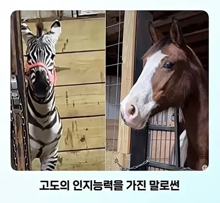 온몸에 줄무늬 문신한 친구 처음 봄