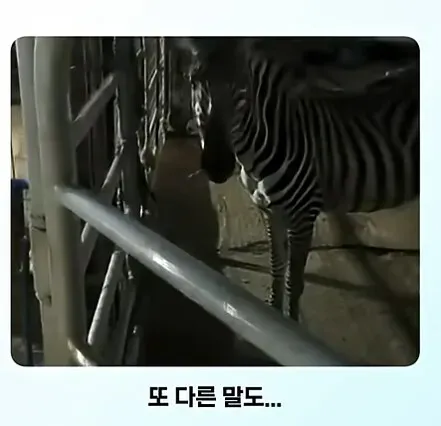 온몸에 줄무늬 문신한 친구 처음 봄