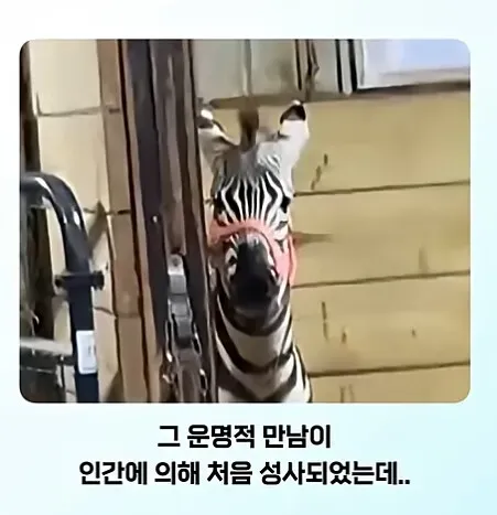 온몸에 줄무늬 문신한 친구 처음 봄